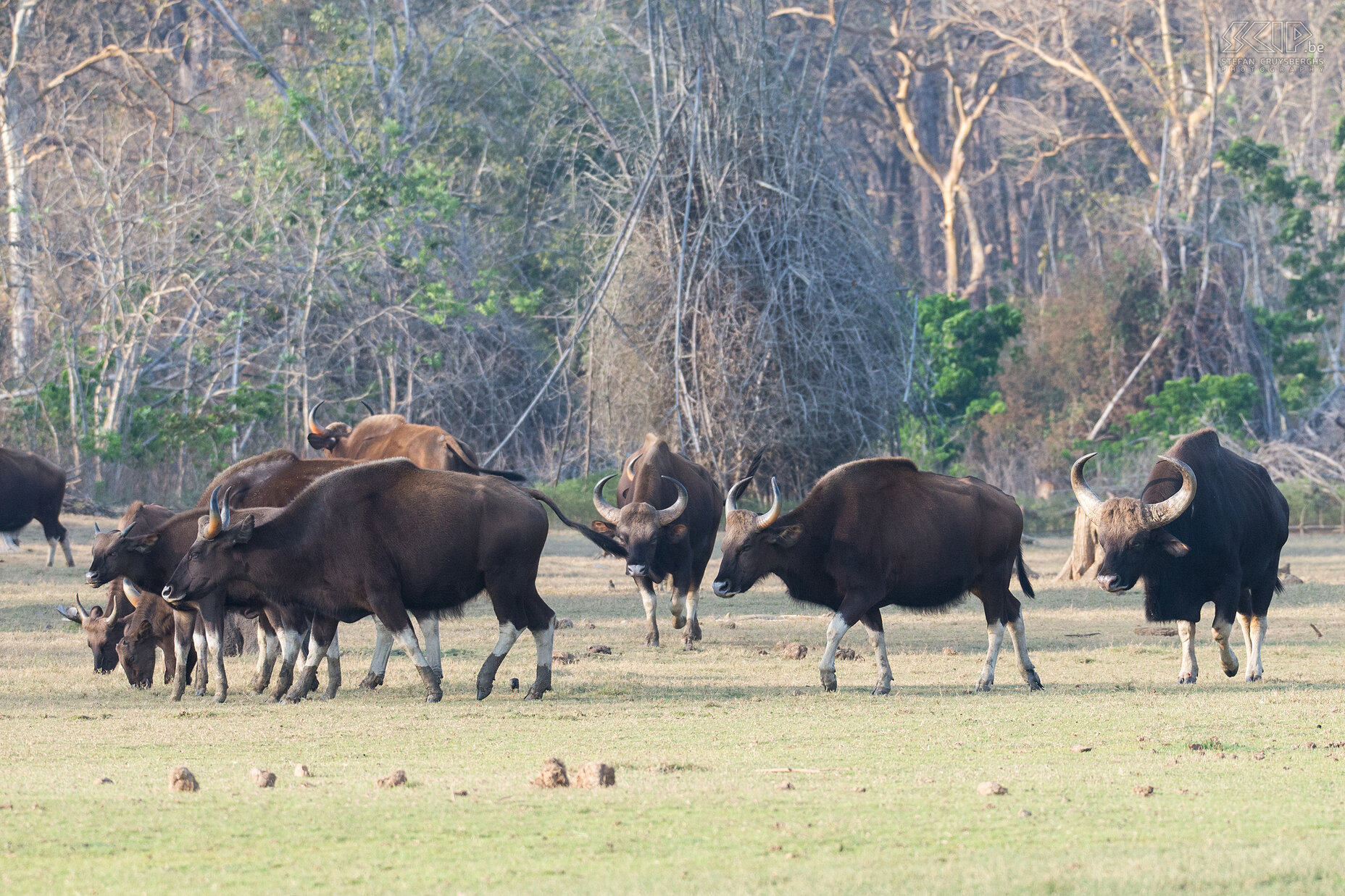 Kabini - Gaurs Op de rivieroever kwamen we ook een grote kudde gaurs tegen. De gaur (Bos gaurus), soms ook wel de Indische bison genoemd, is het grootste rund van Azië.  Stefan Cruysberghs